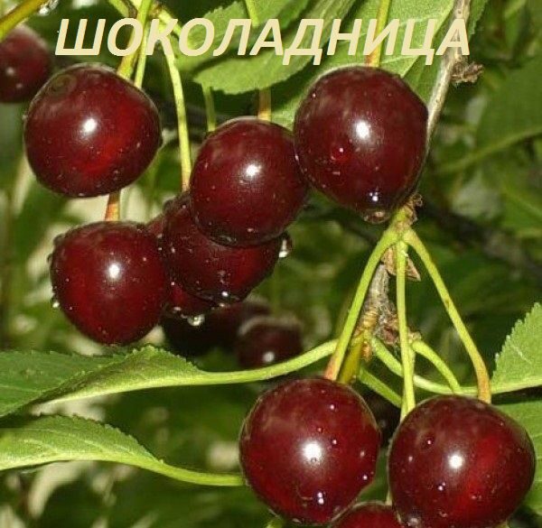 вишня шоколадница